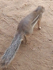 Euxerus erythropus