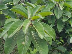 Ficus lutea