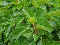 Ficus sycomorus sycomorus