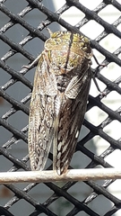 Platypleura capensis