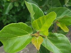Ficus sycomorus sycomorus