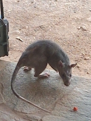 Cricetomys gambianus