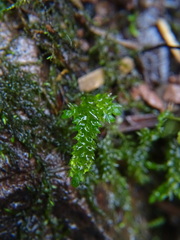 Rhynchostegium riparioides