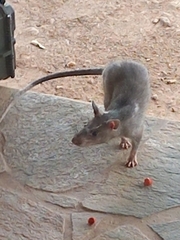 Cricetomys gambianus