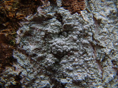 Pertusaria pertusa