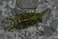 Tanna infuscata