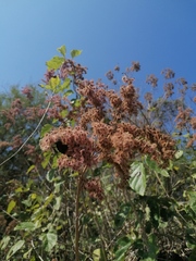 Heliocarpus americanus