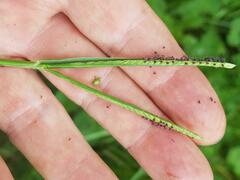 Paspalum distichum