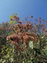 Heliocarpus americanus
