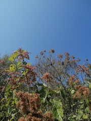 Heliocarpus americanus