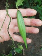 Vincetoxicum anomalum