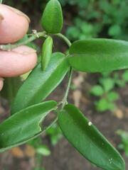 Vincetoxicum anomalum