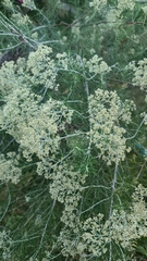Cassinia laevis
