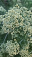 Cassinia laevis