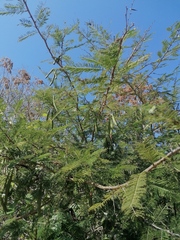 Vachellia macracantha