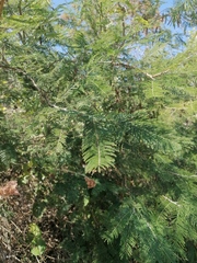 Vachellia macracantha