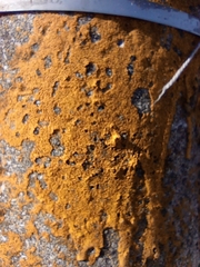 Candelariella