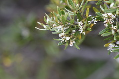 Grevillea australis
