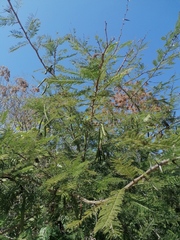 Vachellia macracantha
