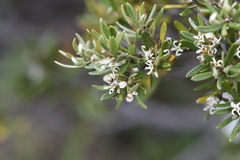 Grevillea australis