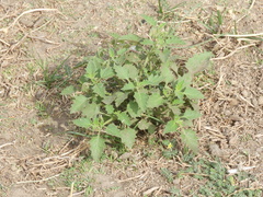 Solanum tweedianum