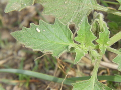 Solanum tweedianum