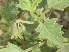 Solanum tweedianum