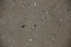 Myriochila semicincta