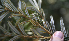 Banksia canei
