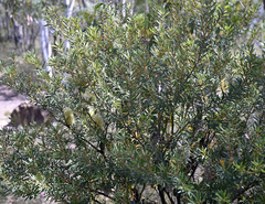 Banksia canei