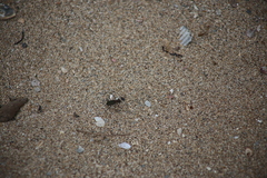 Myriochila semicincta