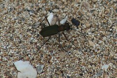 Myriochila semicincta