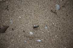 Myriochila semicincta