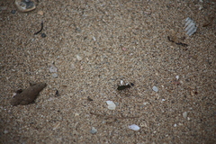 Myriochila semicincta