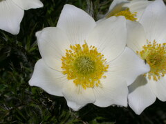 Pulsatilla alpina
