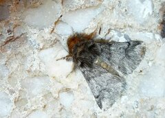 Thaumetopoea processionea