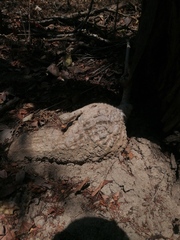 Ibervillea hypoleuca