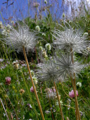 Pulsatilla halleri