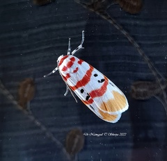 Cyana bellissima