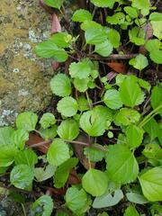 Plectranthus verticillatus