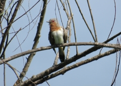 Coccycua pumila