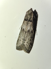 Ectomyelois ceratoniae