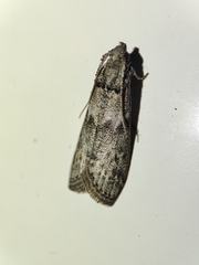 Ectomyelois ceratoniae