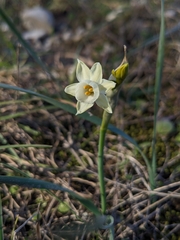 Narcissus dubius