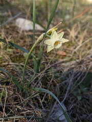 Narcissus dubius