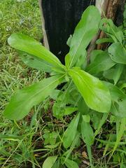 Terminalia phanerophlebia