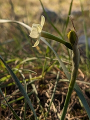 Narcissus dubius