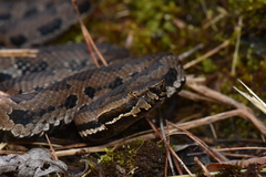 Trimeresurus gracilis