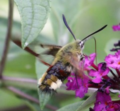 Hemaris fuciformis