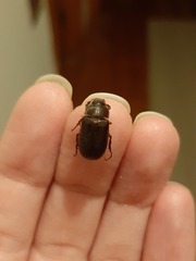 Acrossidius tasmaniae